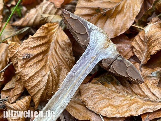 Bitterer Schleimkopf, Cortinarius infractus