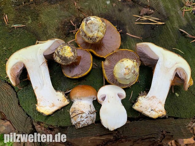 Blaublättriger Klumpfuß, Cortinarius callochrous