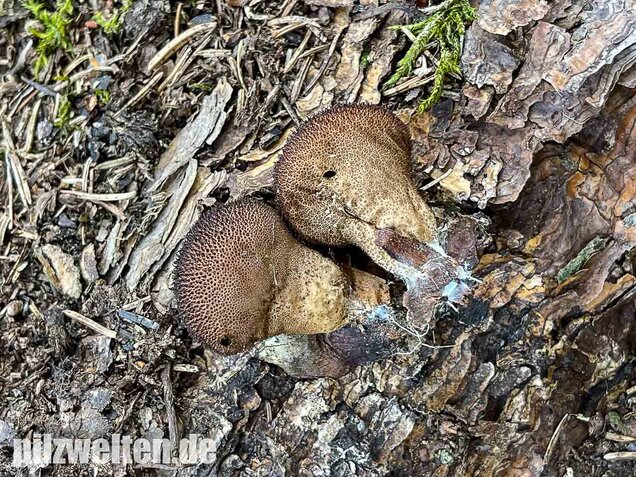 Brauner Stäubling, Lycoperdon umbrinum