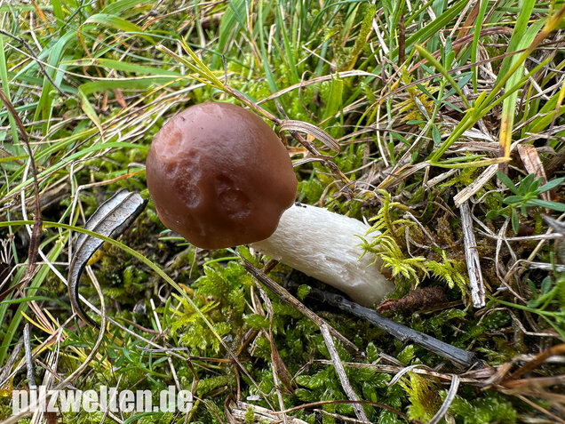 Dattelbrauner Ellerling, Cuphophyllus colemannianus
