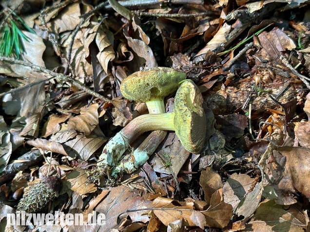 Falscher Rotfußröhrling, Düsterer Rotfußröhrling, Xerocomellus porosporus