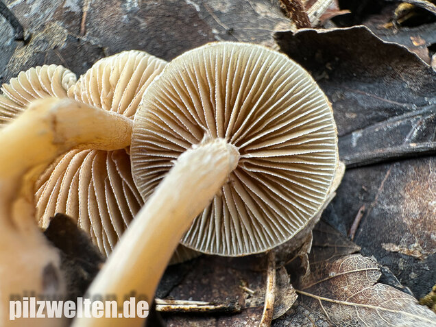 Fettigglänzender Häubling, Blätter-Scheinschüppling, Meottomyces dissimulans