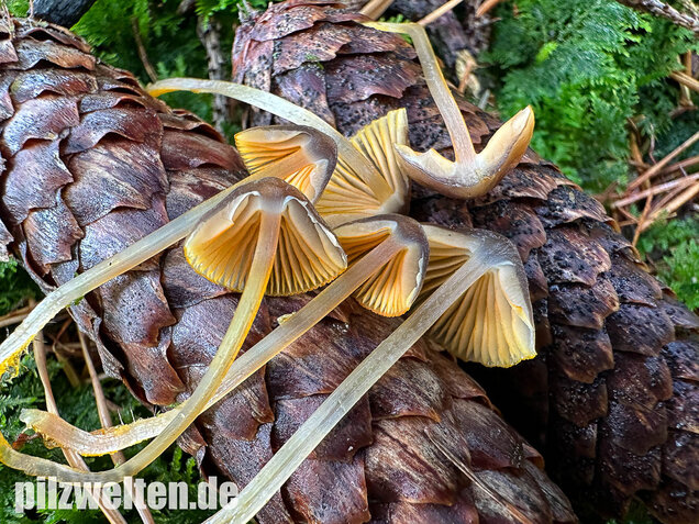Orangeschneidiger Helmling, Feuriger Helmling, Mycena aurantiomarginata