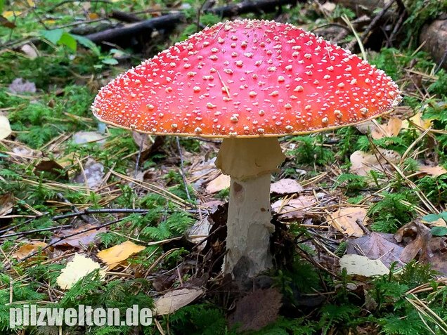 Fliegenpilz, Amanita muscaria