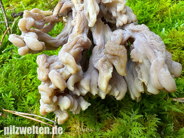 Graue Koralle, Grauer Keulenpilz, Clavulina cinerea