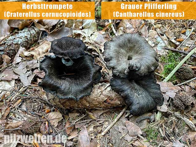 Grauer Pfifferling, Craterellus cinereus