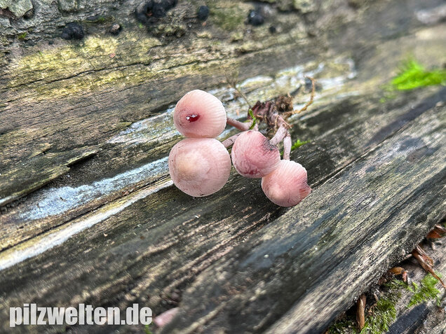 Großer Bluthelmling, Mycena haematopus