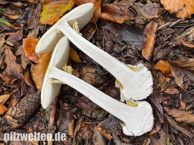 Grüner Knollenblätterpilz, Amanita phalloides