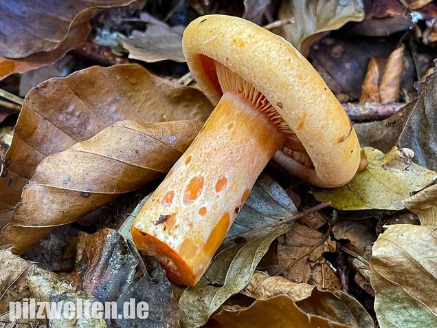 Lachsreizker, Lactarius salmonicolor