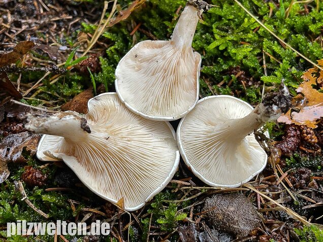 Mehlräsling, Clitopilus prunulus