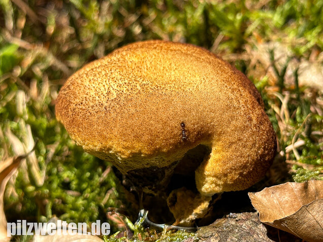 Nadelholzbraunporling, Phaeolus schweinitzii