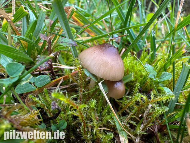 Ockerblasser Jungfernellerling, Cuphophyllus ochraceopallidus
