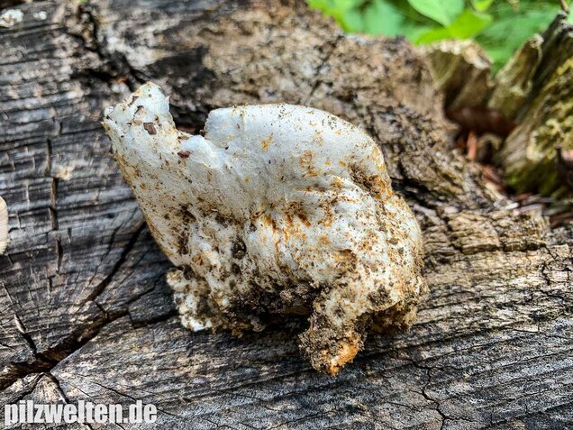 Ockergrauer Scheidenstreifling, Amanita lividopallescens