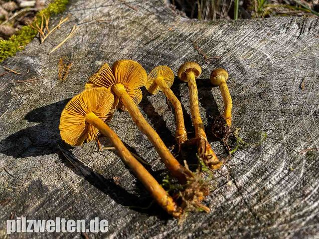 Orangefüssiger Hautkopf, Cortinarius bataillei