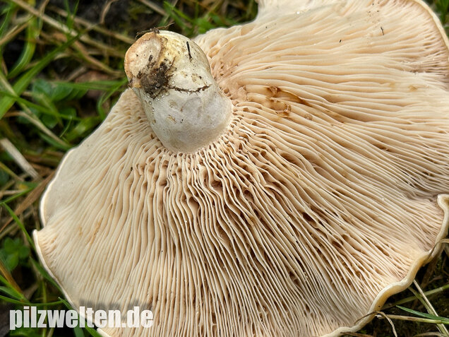 Queraderiger Milchling, Lactarius acerrimus