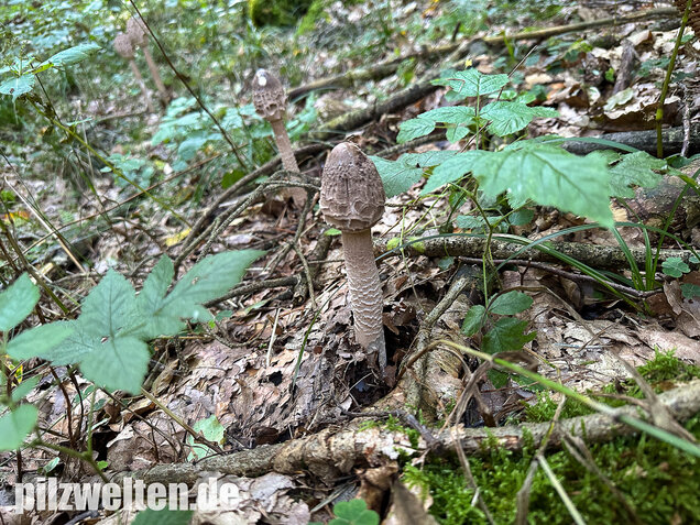 Riesenschirmling, Parasol, Macrolepiota procera