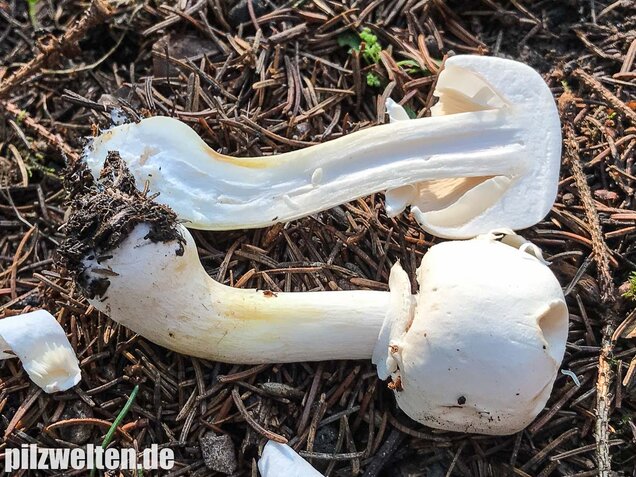 Rosablättriger Egerlingsschirmling, Leucoagaricus leucothites