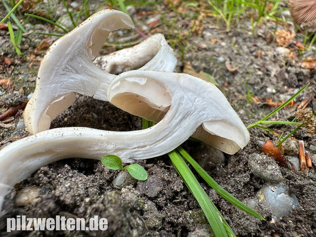 Schlehenrötling, Blasser Frühlingsrötling, Entoloma sepium
