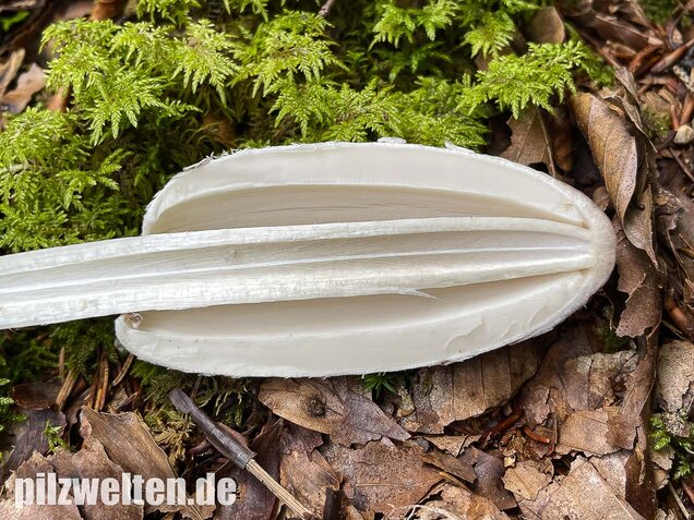Schopftintling, Coprinus comatus