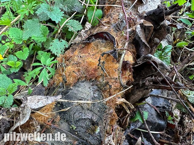 Pilzmyzelgeflecht, Ozonium