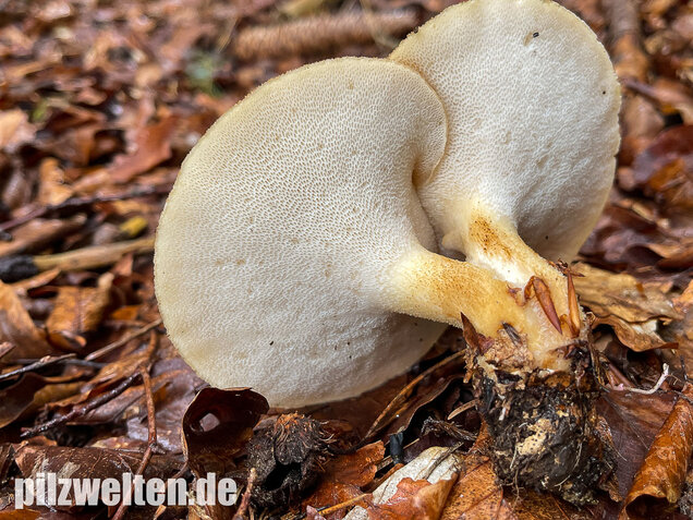 Sklerotienporling, Polyporus tuberaster