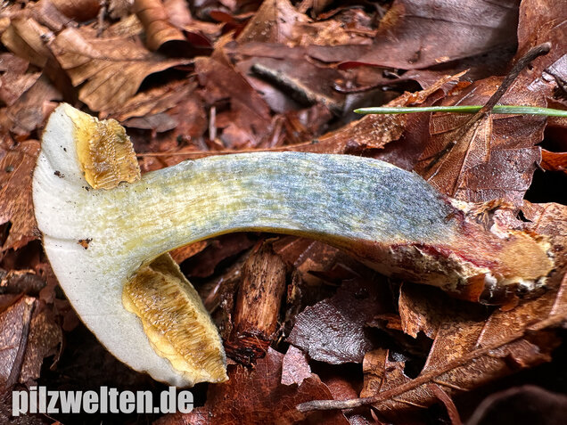 Starkblauender Rotfußröhrling, Xerocomellus cisalpinus