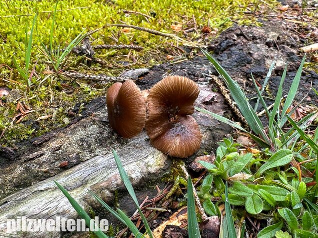 Rübenfüßiger Risspilz, Inocybe napipes