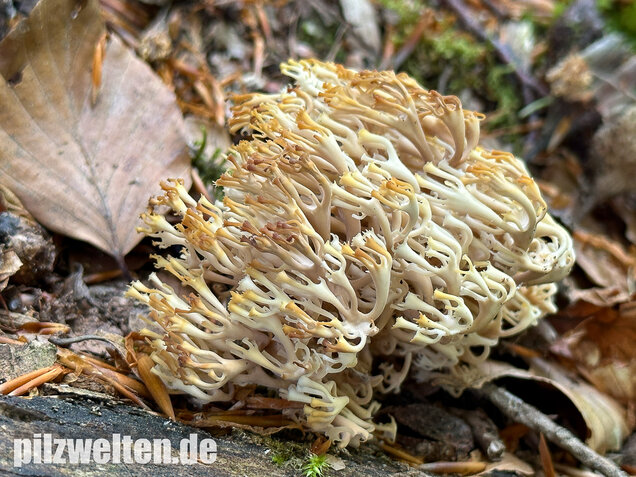 Verzweigte Becherkoralle, Artomyces pyxidatus