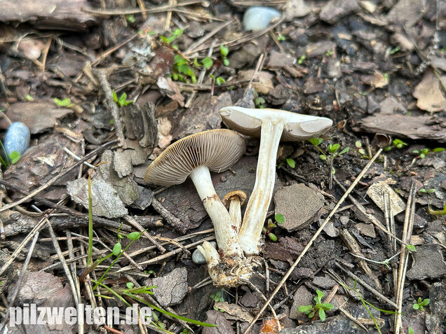 Voreilender Ackerling, Agrocybe praecox