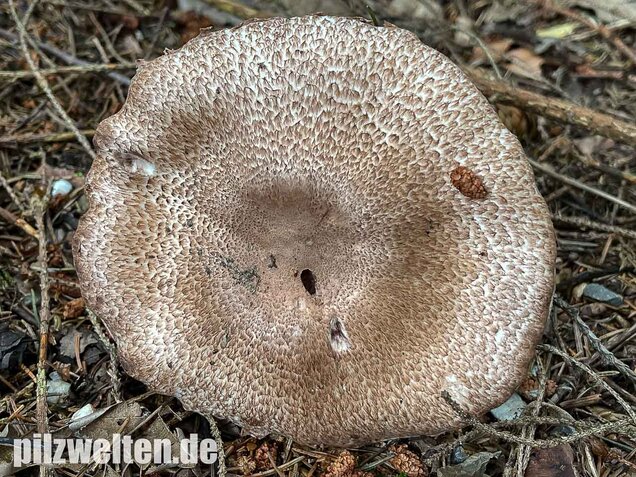 Kleiner Waldchampignon, Agaricus silvaticus